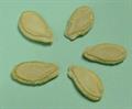  waxgourd ، white gourd, winter gourd, tallow gourd
